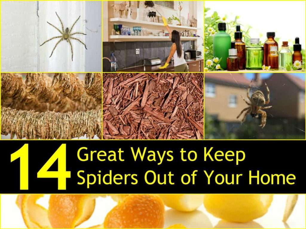 Getting Rid of Spiders: 15 Natural Ways to Keep Spiders Out of Your Home