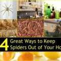 Getting Rid of Spiders: 15 Natural Ways to Keep Spiders Out of Your Home